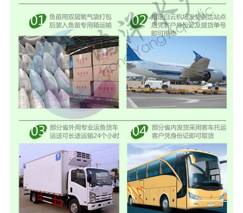 金草鱼苗俄罗斯金草鱼苗淡水养殖活体鱼苗批发