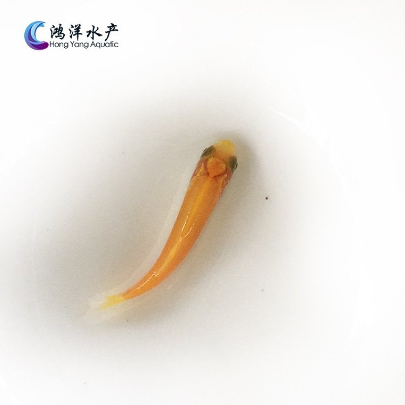 金草鱼苗俄罗斯金草鱼苗淡水养殖活体鱼苗批发