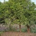 乐昌含笑自家苗圃基地直供批发质量保证手续齐全
