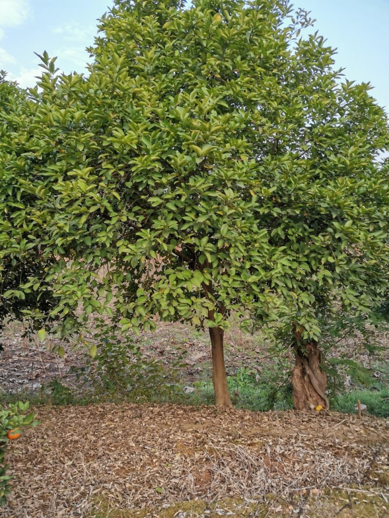 乐昌含笑自家苗圃基地直供批发质量保证手续齐全