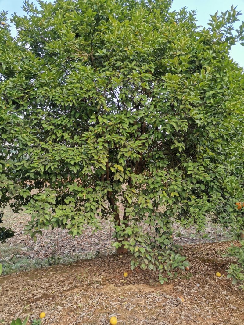乐昌含笑自家苗圃基地直供批发质量保证手续齐全