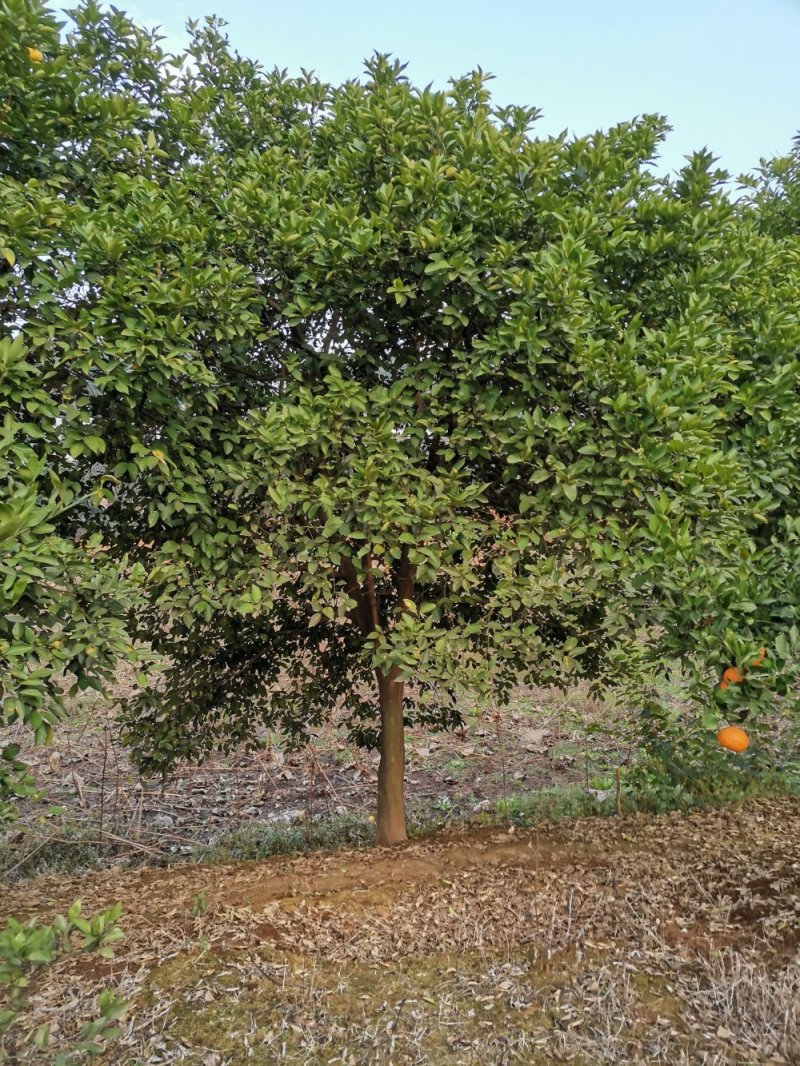 乐昌含笑自家苗圃基地直供批发质量保证手续齐全