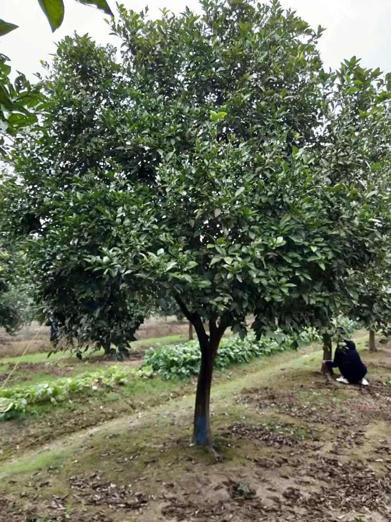 香橼丛生香橼农户一手货源质量保证手续齐全