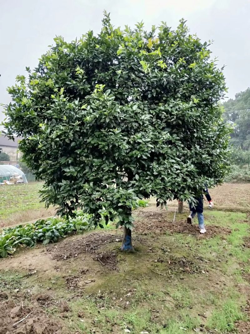 香橼丛生香橼农户一手货源质量保证手续齐全