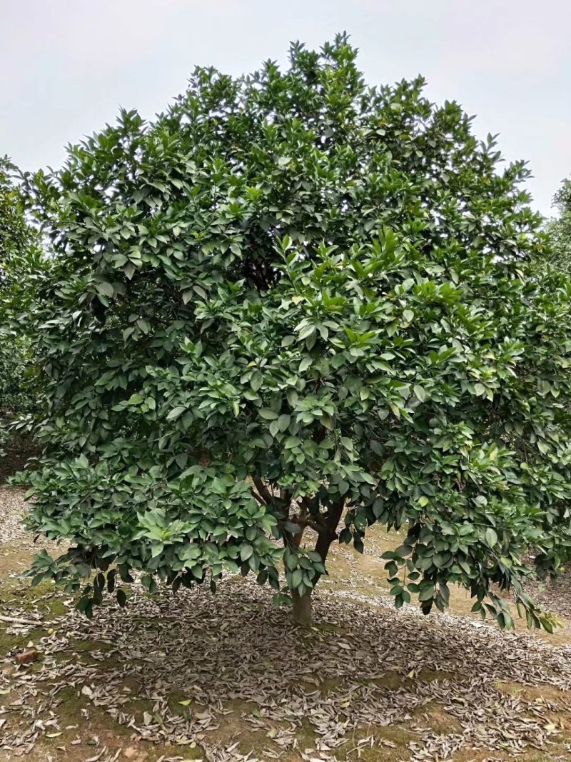 丛生香泡中式绿化苗木香泡树移栽原生袋苗均有