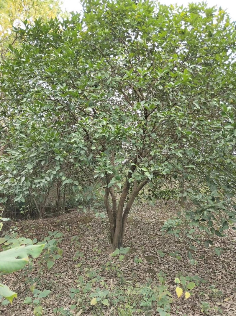 丛生香泡中式绿化苗木香泡树移栽原生袋苗均有