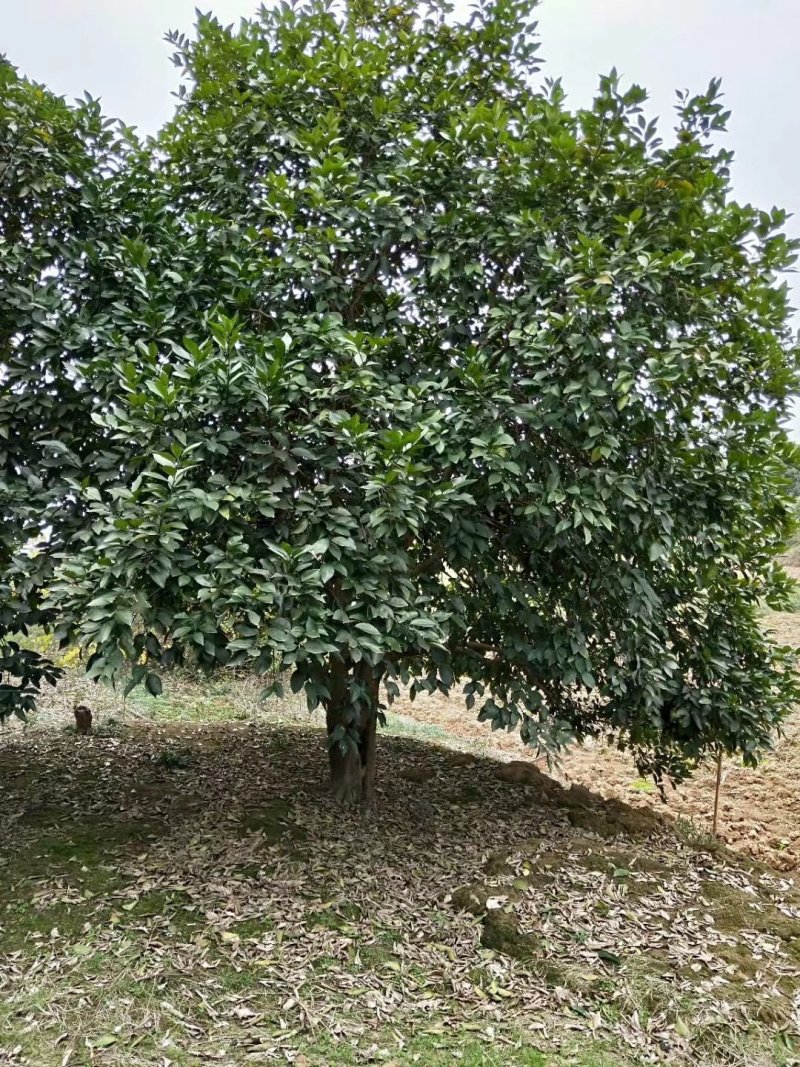 丛生香泡中式绿化苗木香泡树移栽原生袋苗均有