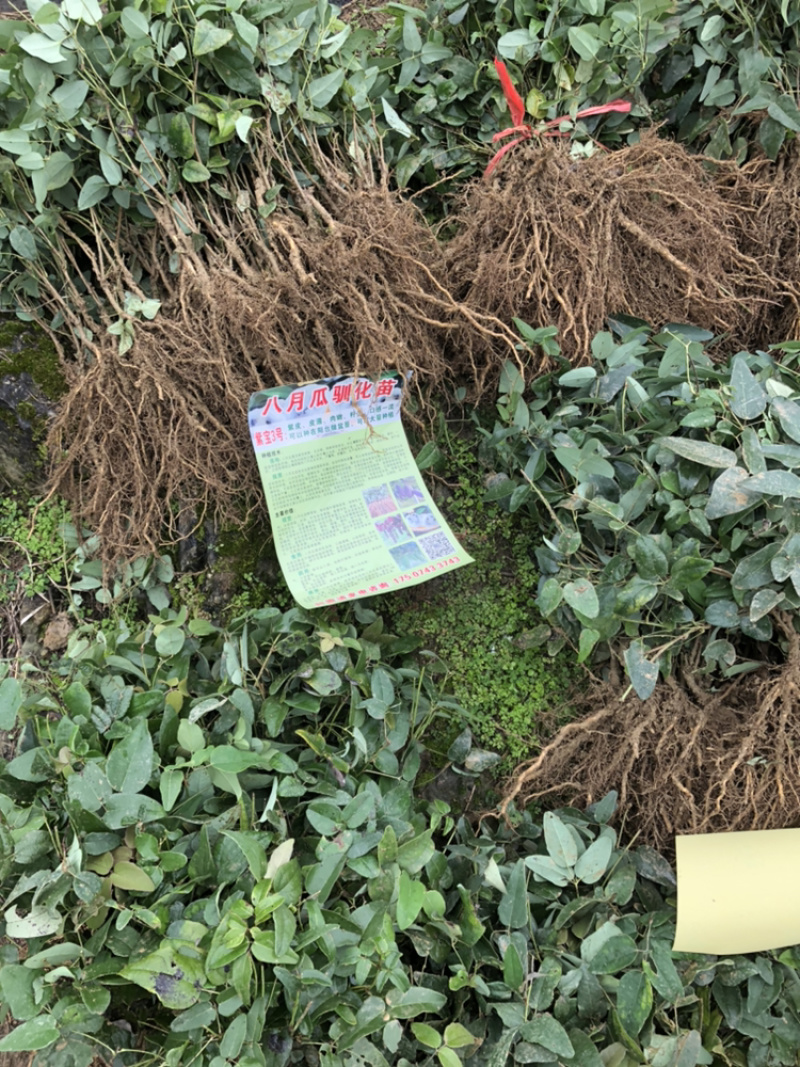 八月瓜苗，新品种新效益。