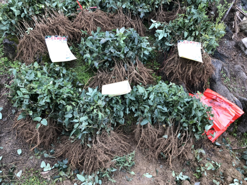 八月瓜苗，新品种新效益。