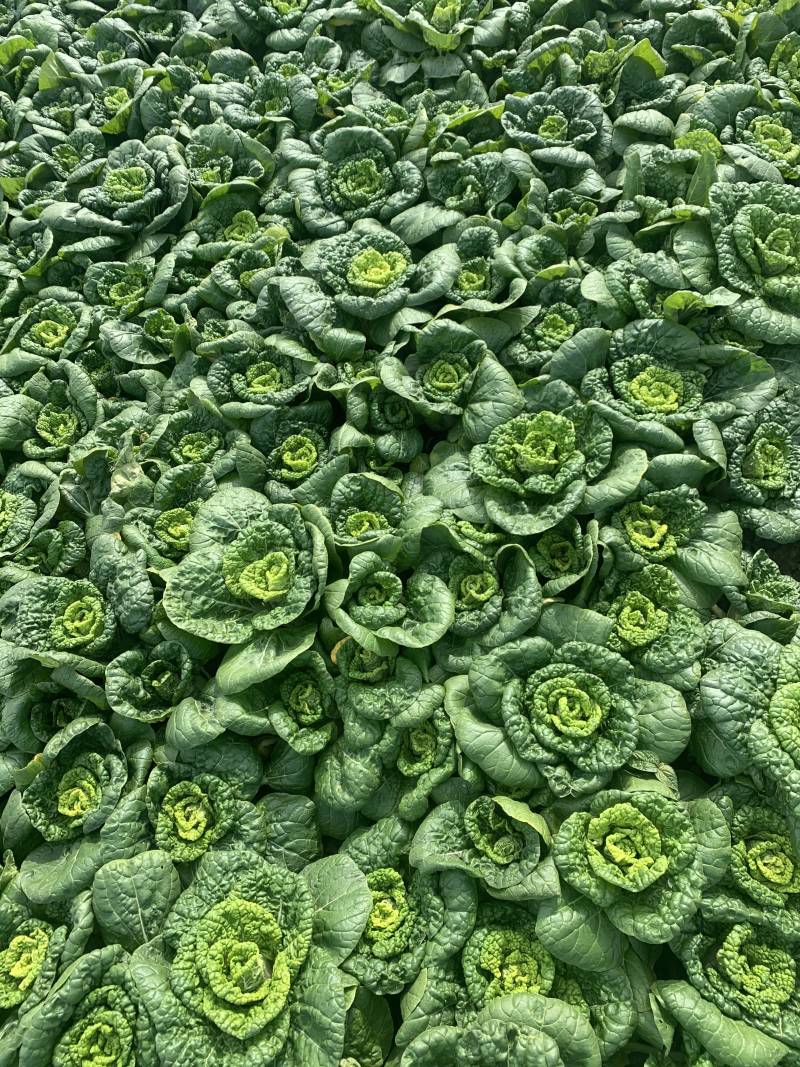 黄心菜精品黄心乌基地直供保证质量可产地看货支持打冷