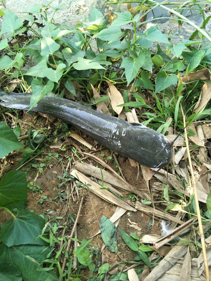 鲶鱼