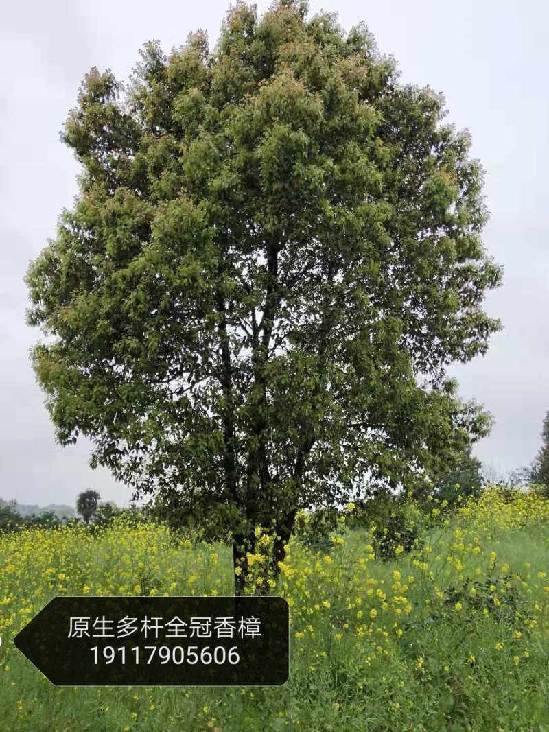 多杆香樟多头香樟丛生香樟移栽原生袋苗均有