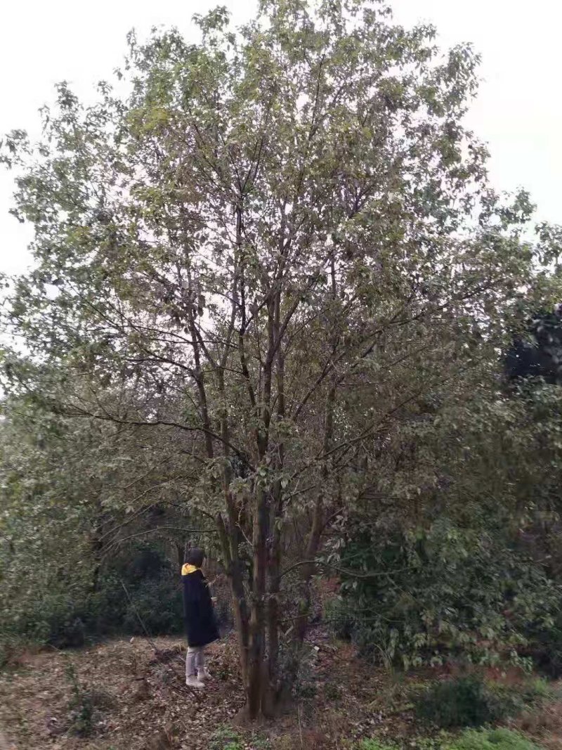 多杆香樟多头香樟丛生香樟移栽原生袋苗均有