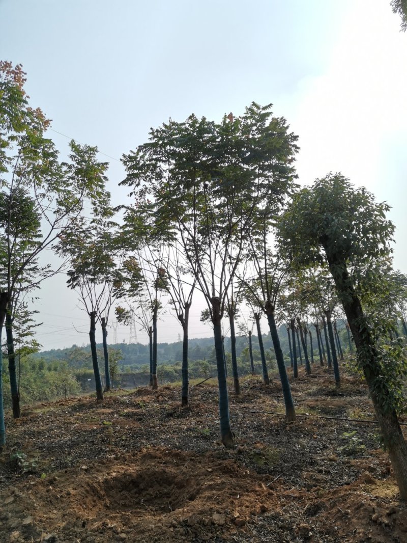 栾树黄山栾树丛生栾树多杆栾树多头栾树苗圃基地