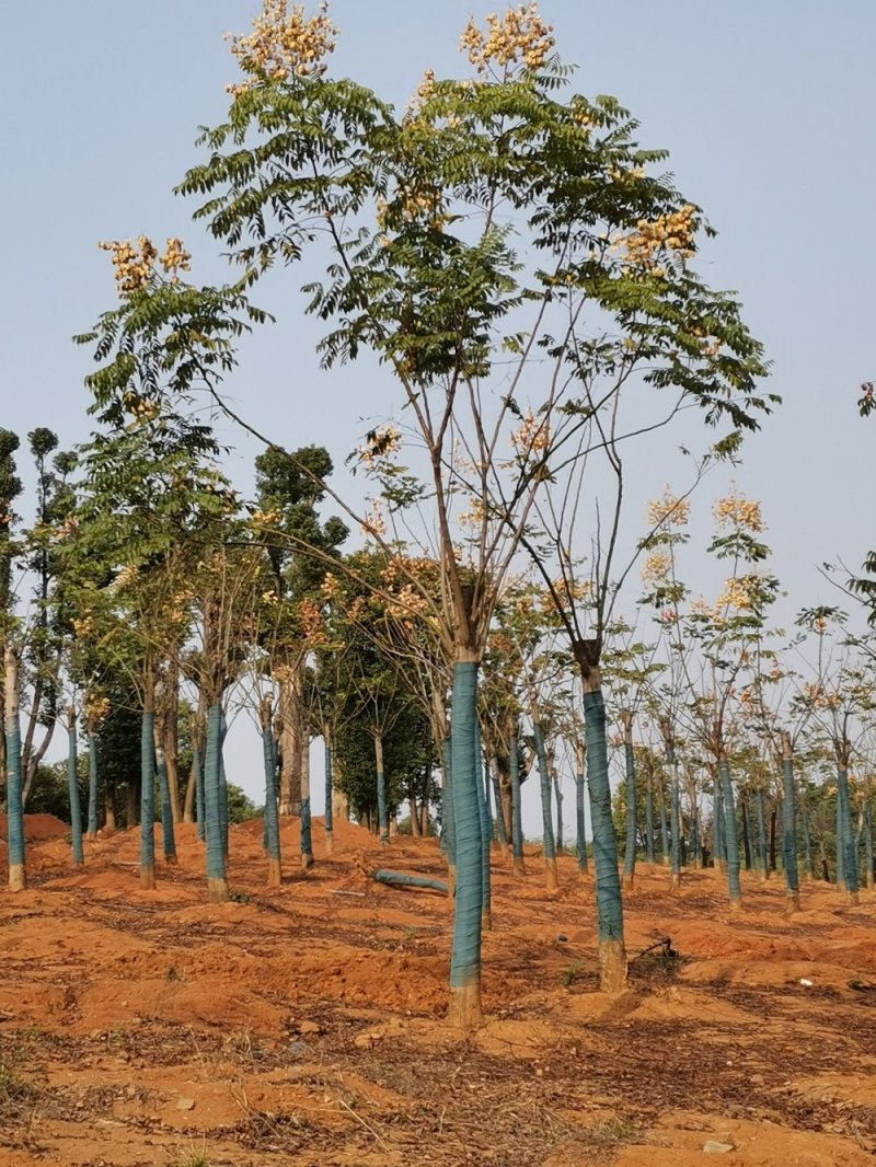 栾树黄山栾树丛生栾树多杆栾树多头栾树苗圃基地
