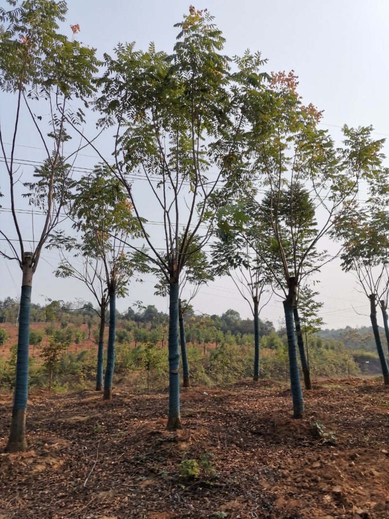 栾树黄山栾树丛生栾树多杆栾树多头栾树苗圃基地
