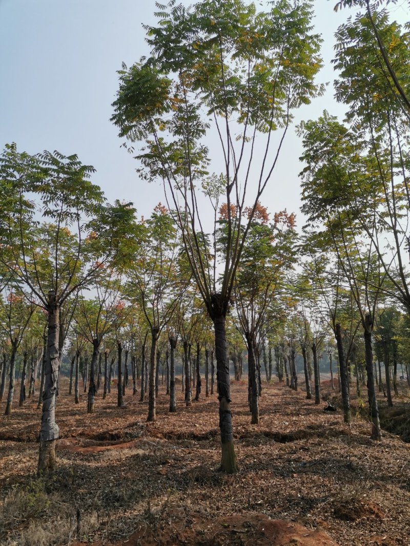 栾树黄山栾树丛生栾树多杆栾树多头栾树苗圃基地