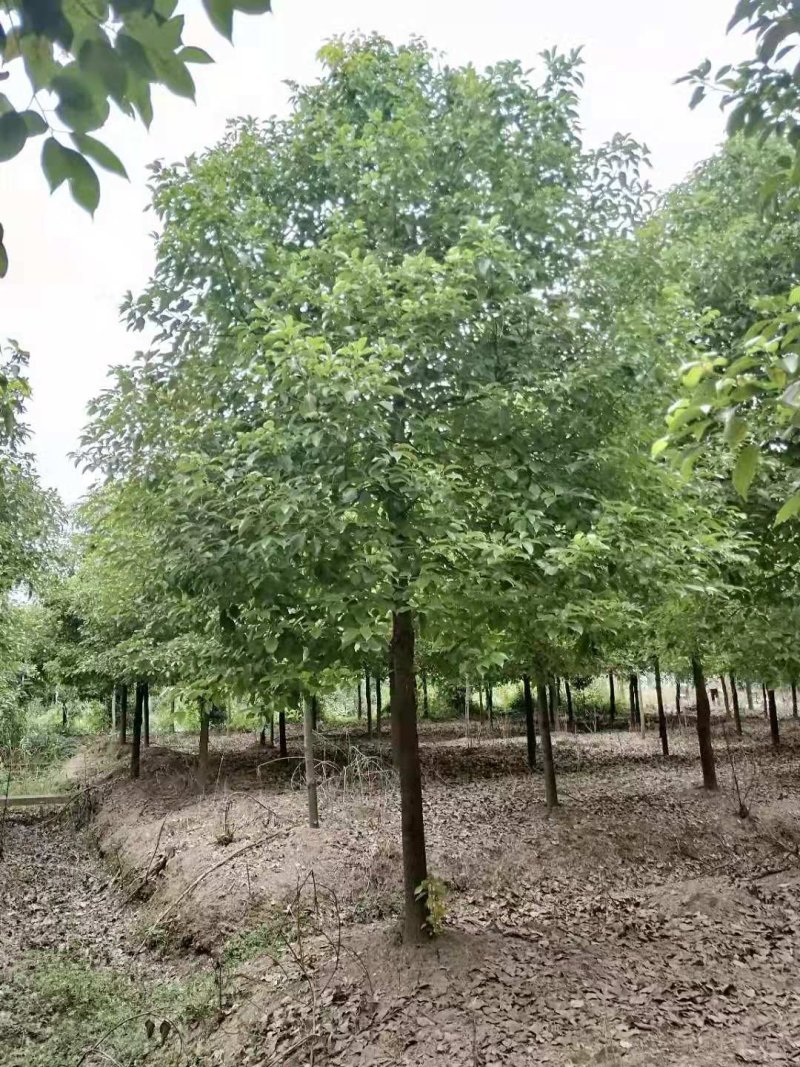 10-13移栽全冠香樟自家苗圃基地指树挖树