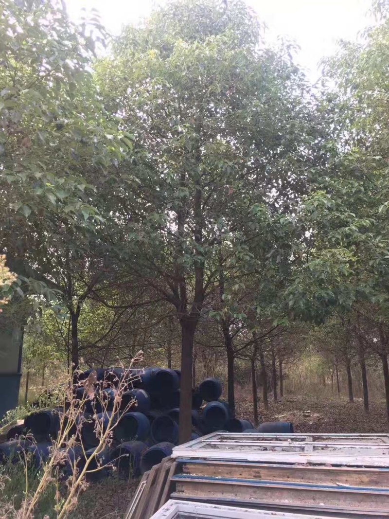 10-13移栽全冠香樟自家苗圃基地直供批发质量保证