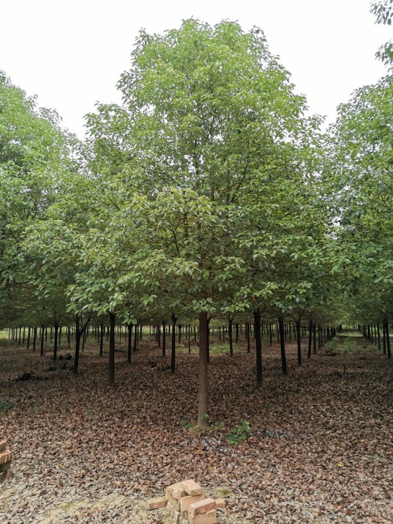10-13全冠香樟丛生香樟多杆香樟多头香樟香樟基地直