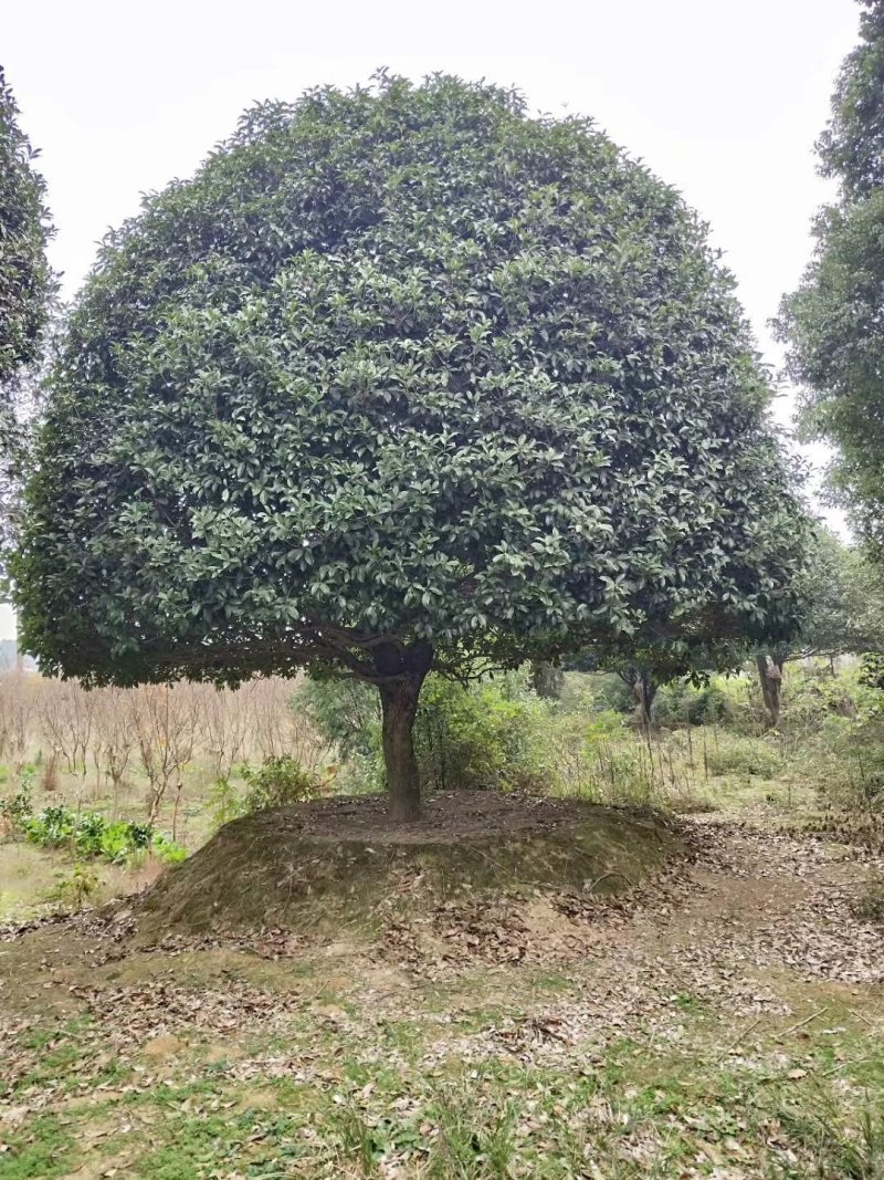 丛生栾树多杆栾树多头栾树栾树基地直供批发质量保证