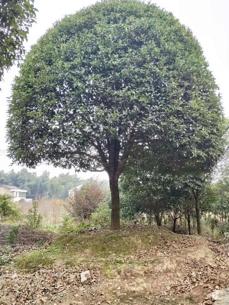 丛生栾树多杆栾树多头栾树栾树基地直供批发质量保证