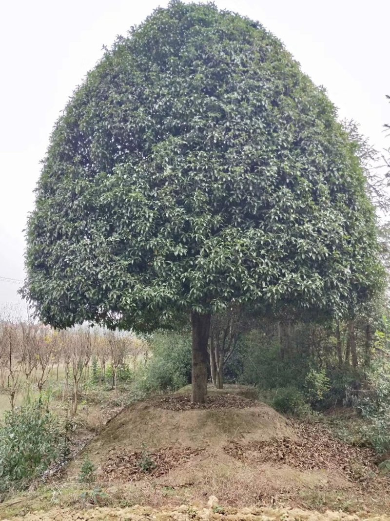 丛生栾树多杆栾树多头栾树栾树基地直供批发质量保证