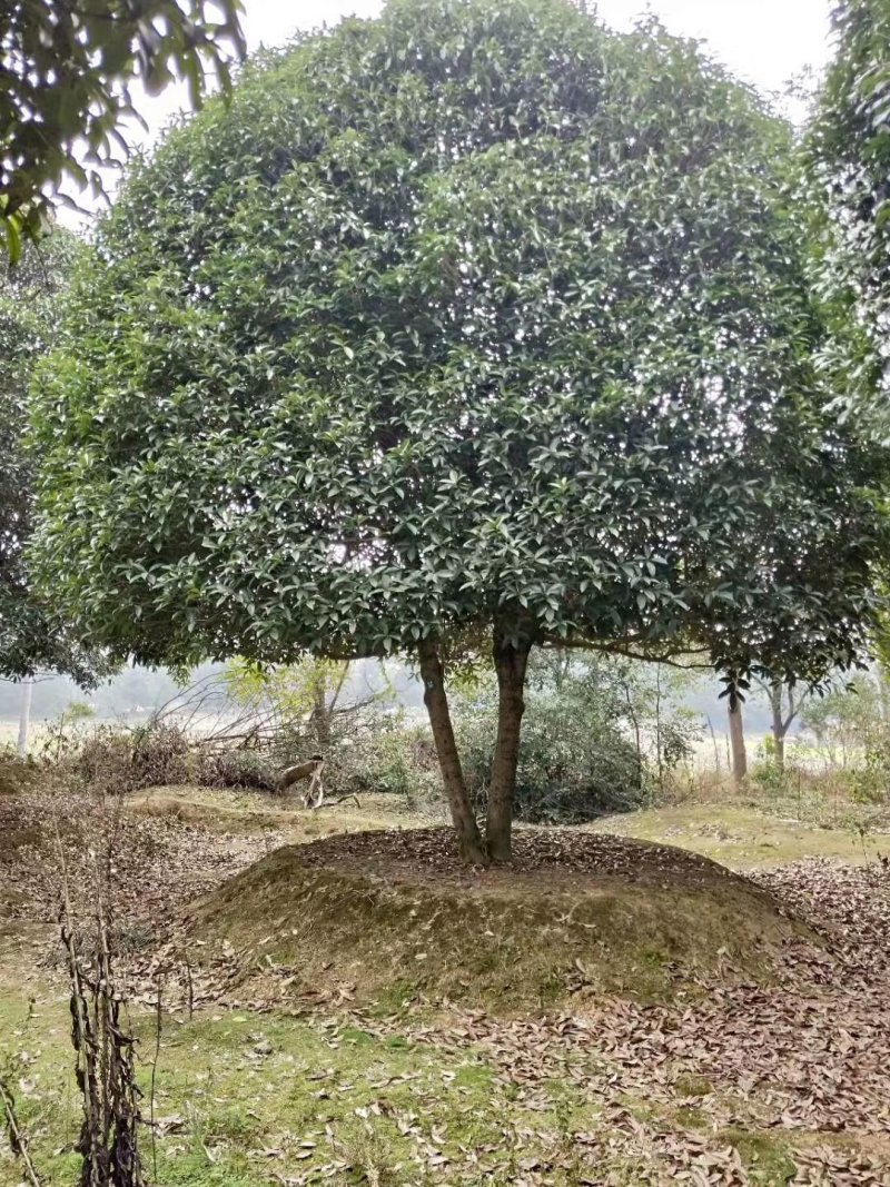 丛生栾树多杆栾树多头栾树栾树基地直供批发质量保证