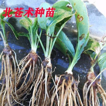 北苍术种苗产地河北纯度100%全国包邮