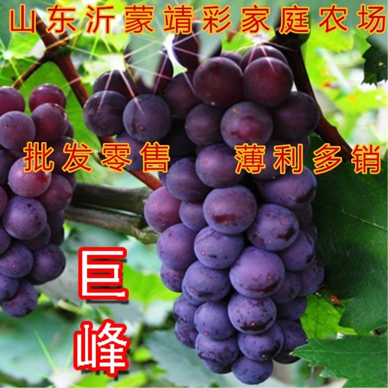 巨峰葡萄苗品种葡萄苗好养易活当年结果包品种包结果巨峰葡萄