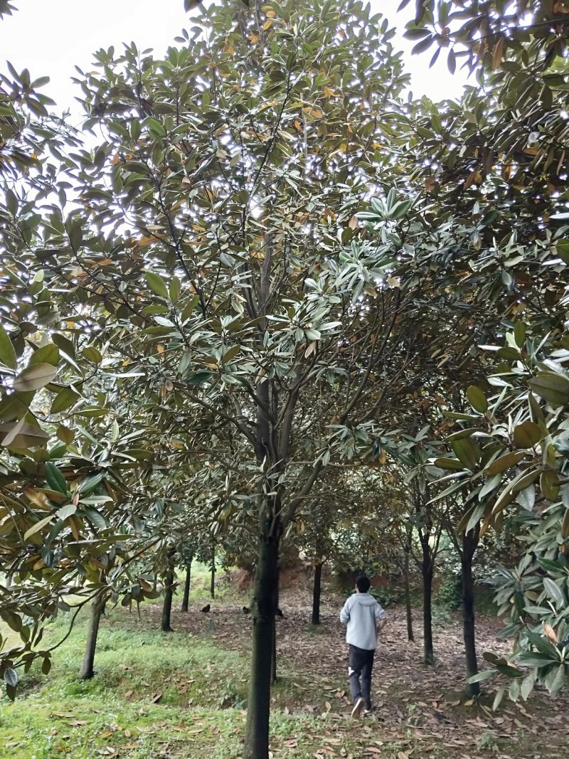 广玉兰香樟栾树桂花广玉兰朴树乐昌含笑