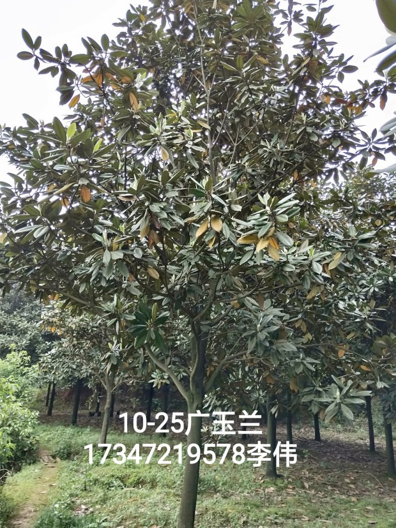 广玉兰香樟栾树桂花广玉兰朴树乐昌含笑