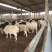 杜泊绵羊杜泊羊公羊羔小母羊免费送到家