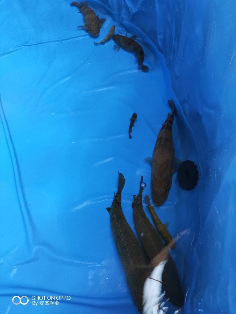 斑鳜。老虎鳜，圆桶鳜，野生斑鳜