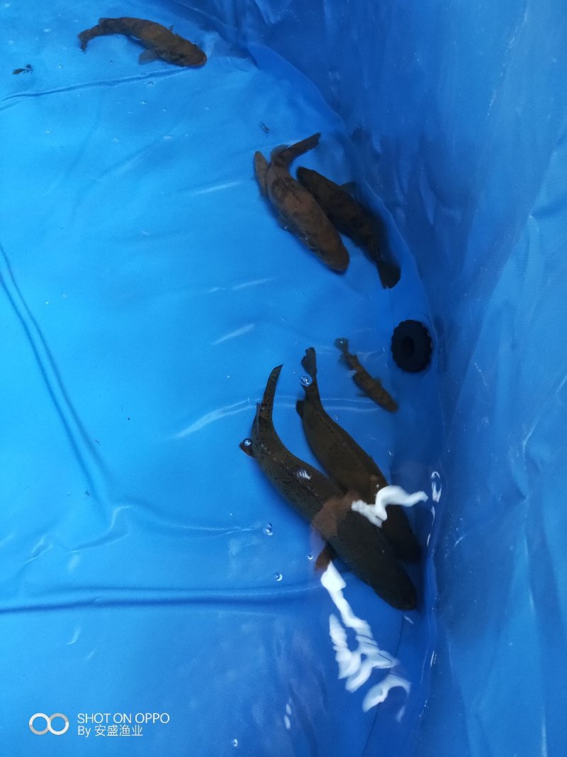 斑鳜。老虎鳜，圆桶鳜，野生斑鳜
