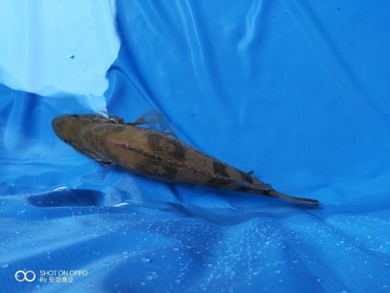 斑鳜。老虎鳜，圆桶鳜，野生斑鳜