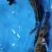 斑鳜。老虎鳜，圆桶鳜，野生斑鳜