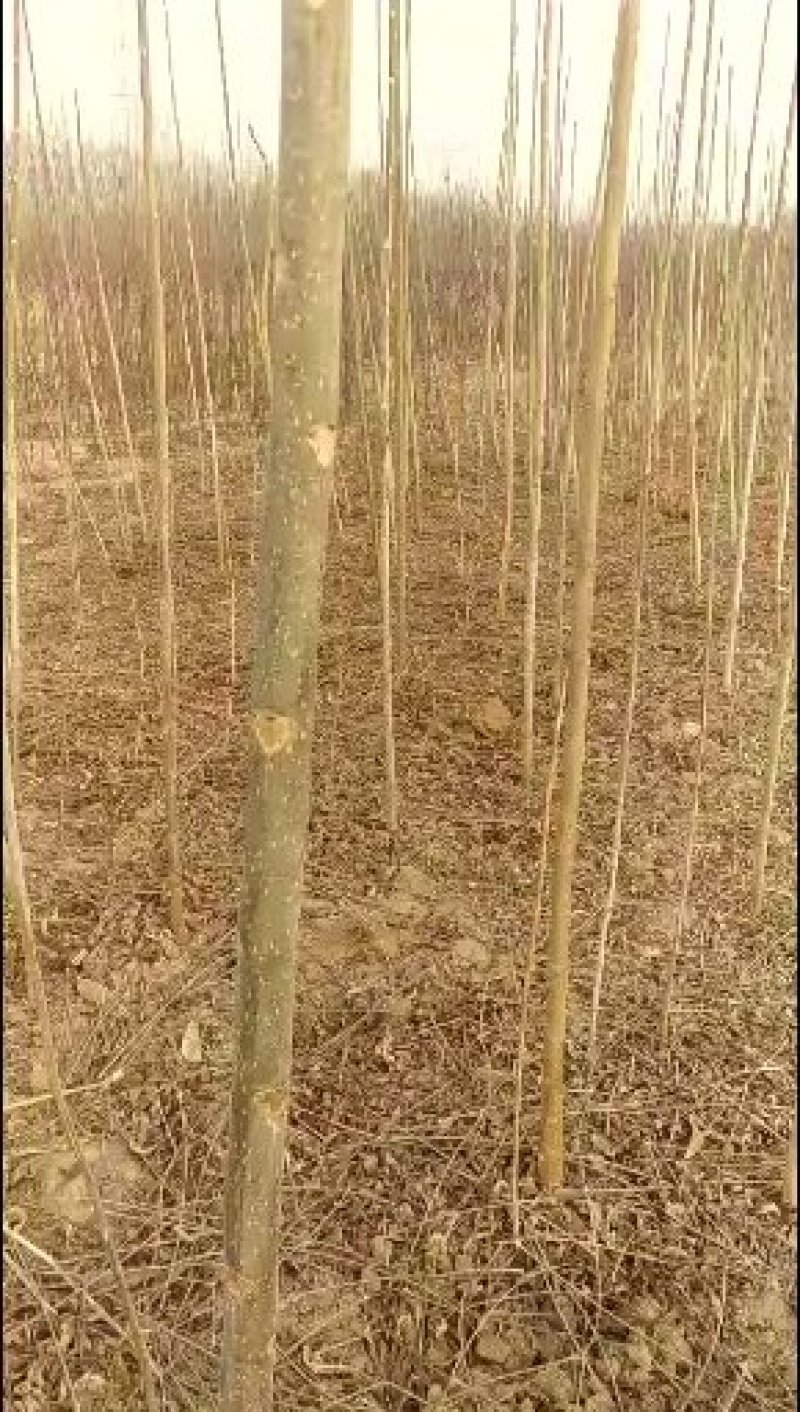 大量批发香椿苗，2公分香椿树苗，红油香椿树苗