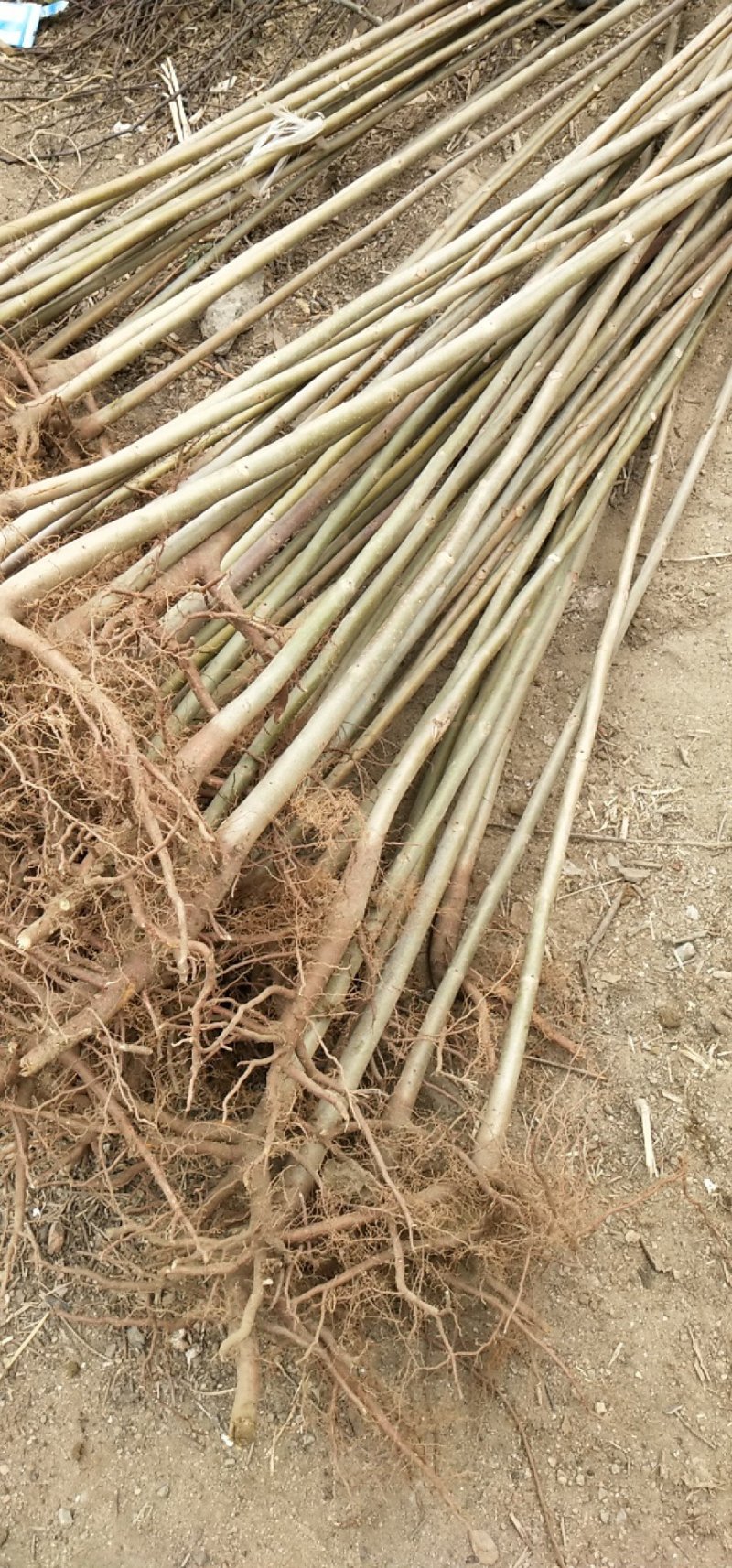 大量批发香椿苗，2公分香椿树苗，红油香椿树苗