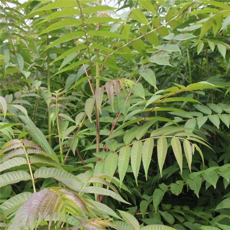 大量批发香椿苗，2公分香椿树苗，红油香椿树苗