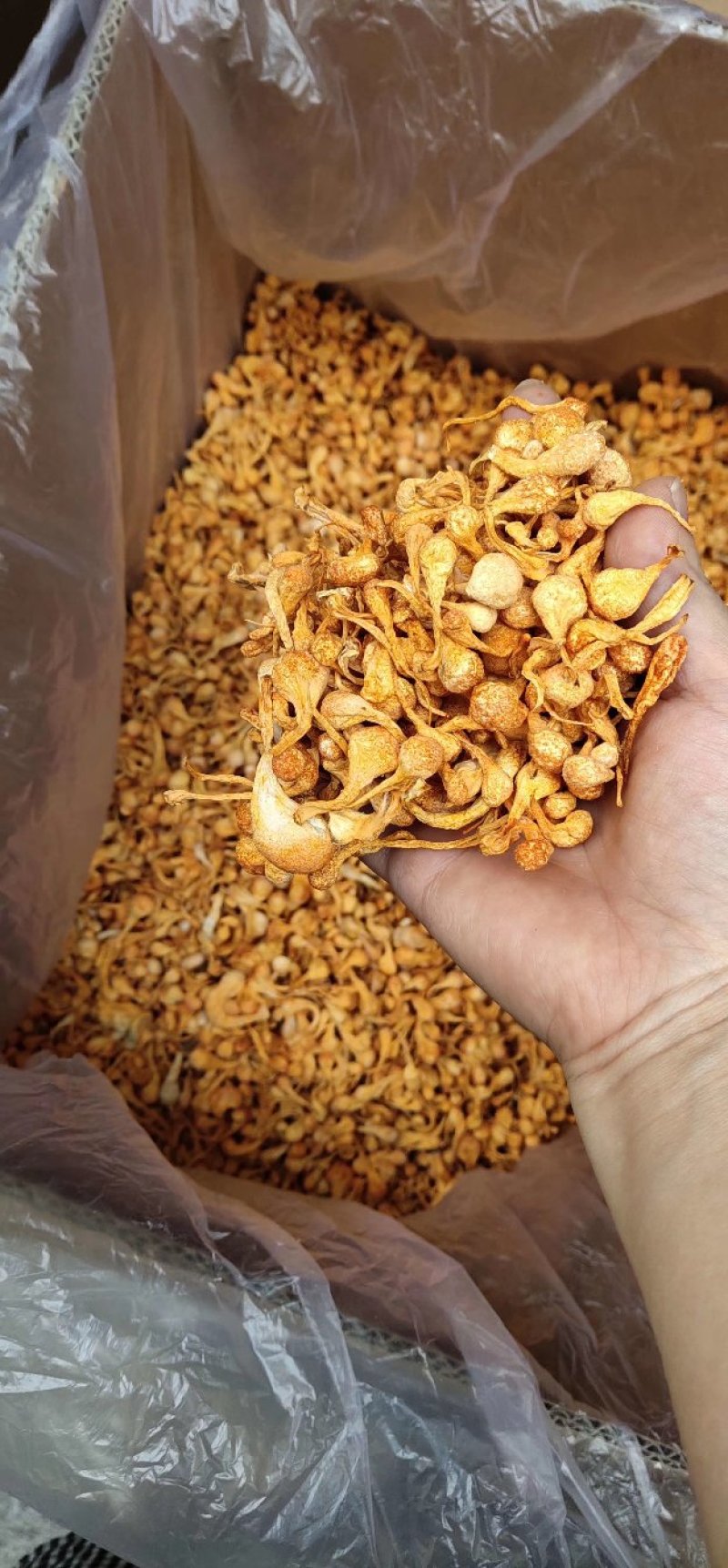 虫草花排草孢子头进出口大量现货供应