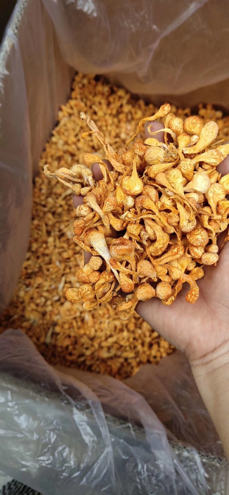 虫草花排草孢子头进出口大量现货供应
