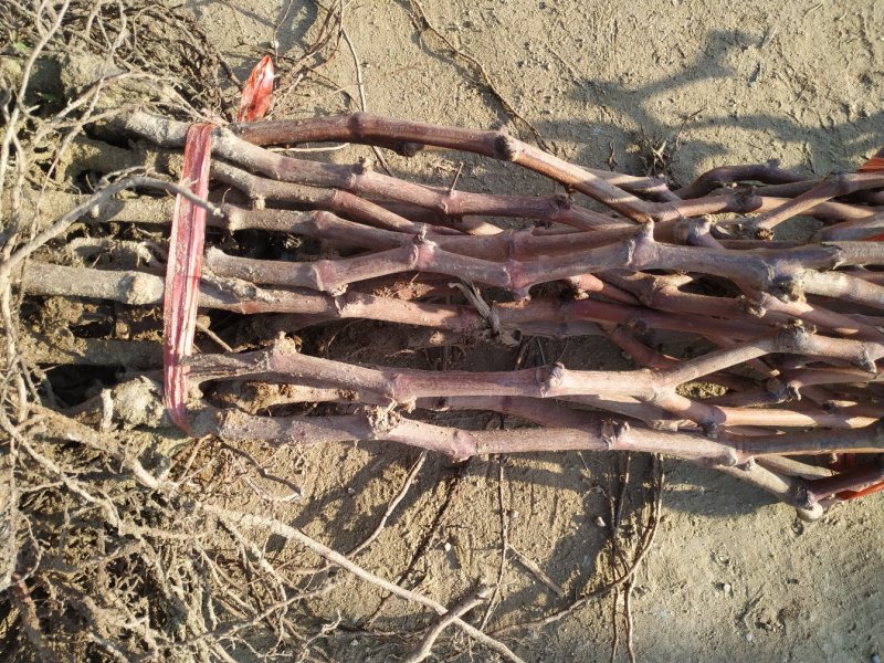巨峰葡萄苗产量高易管理基地直销包品种假一赔十