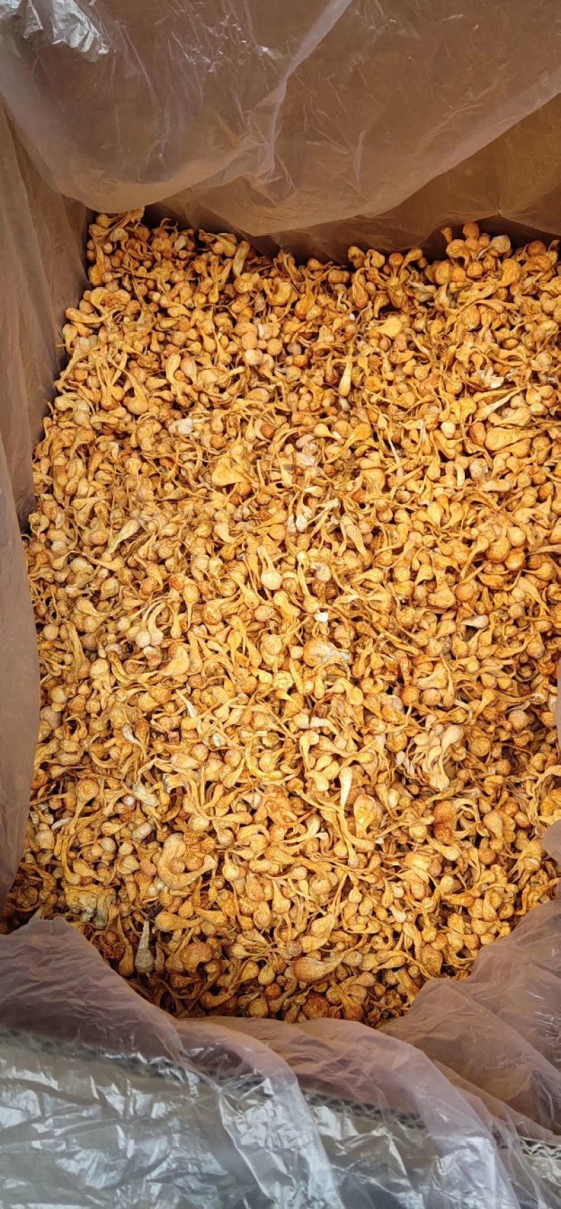 虫草花排草孢子头进出口大量现货供应