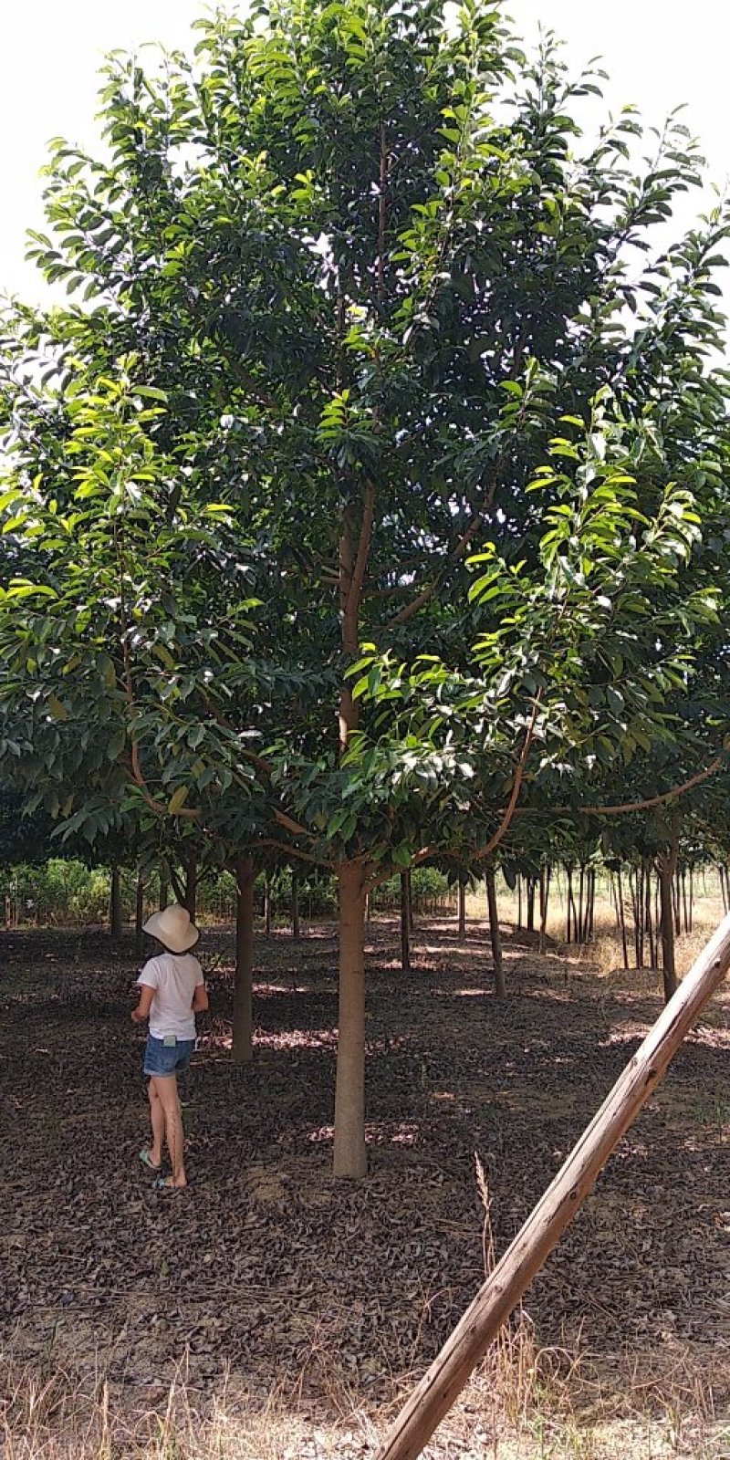 15乐昌含笑香樟栾树桂花广玉兰朴树