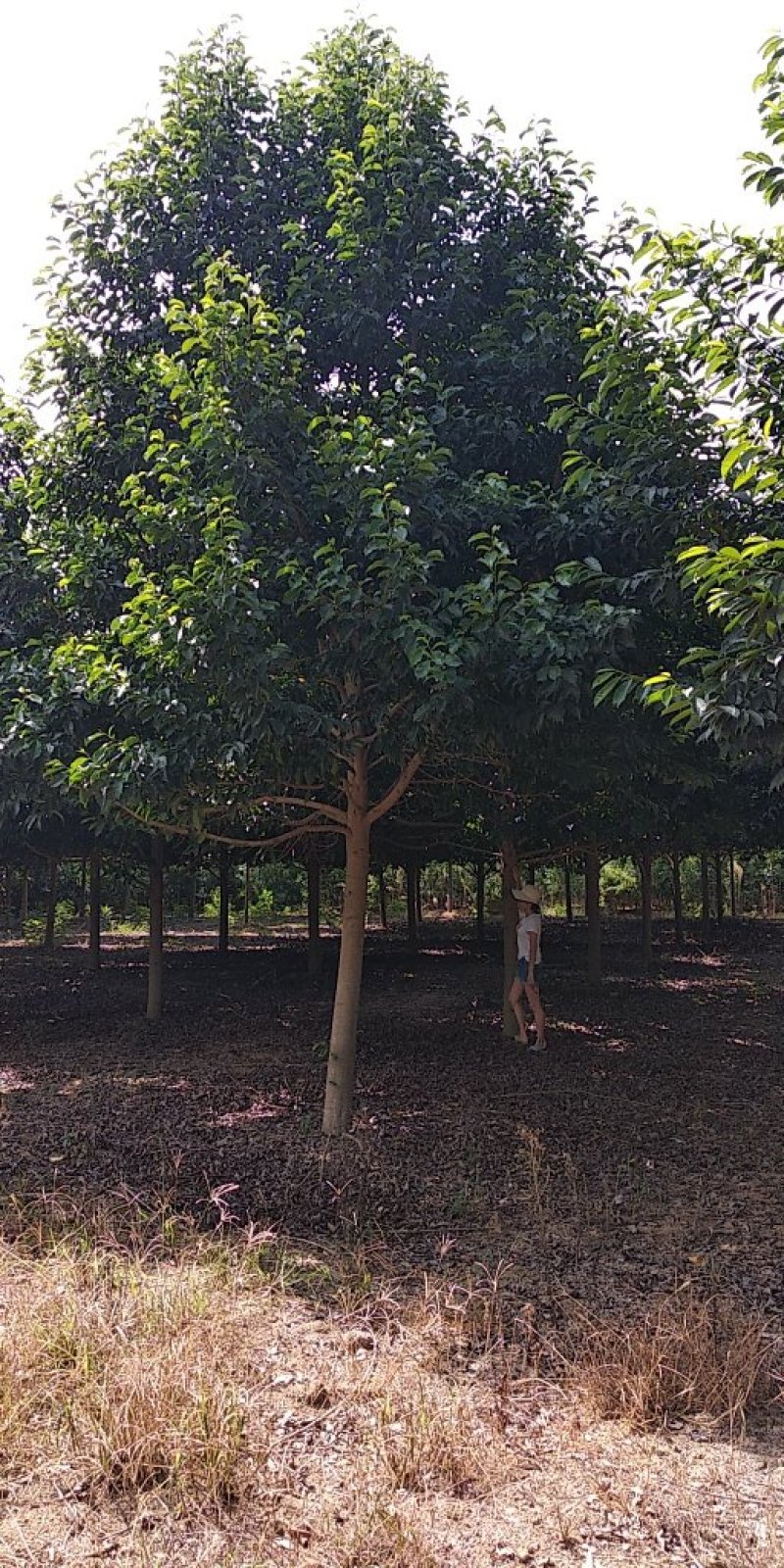 15乐昌含笑香樟栾树桂花广玉兰朴树