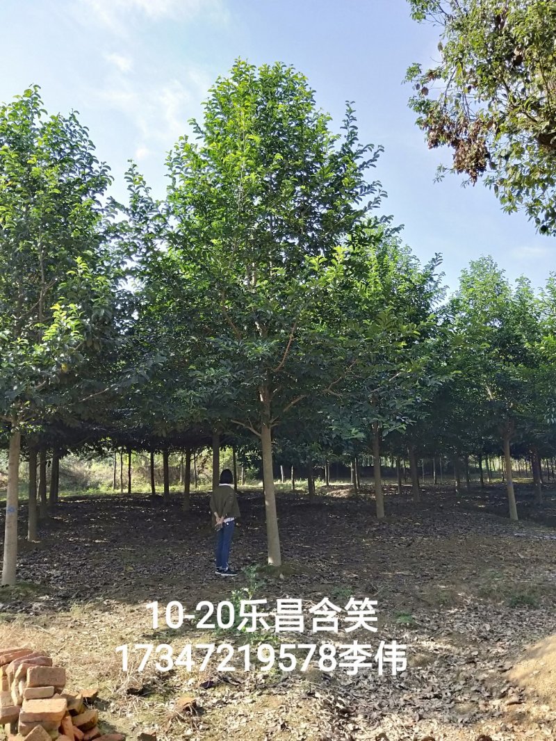 15乐昌含笑香樟栾树桂花广玉兰朴树