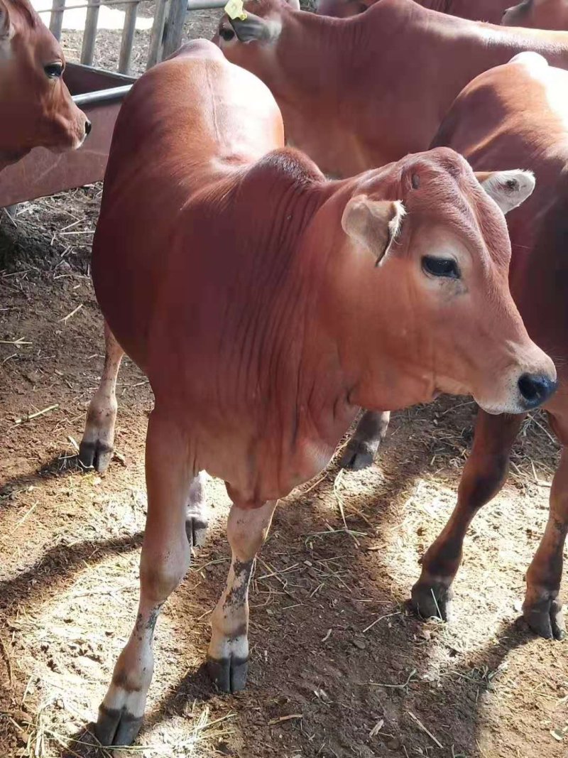 利木赞牛小牛犊种公牛小母牛孕牛全国免费运输