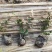 花叶络石四季常青爬藤植物2.58一株