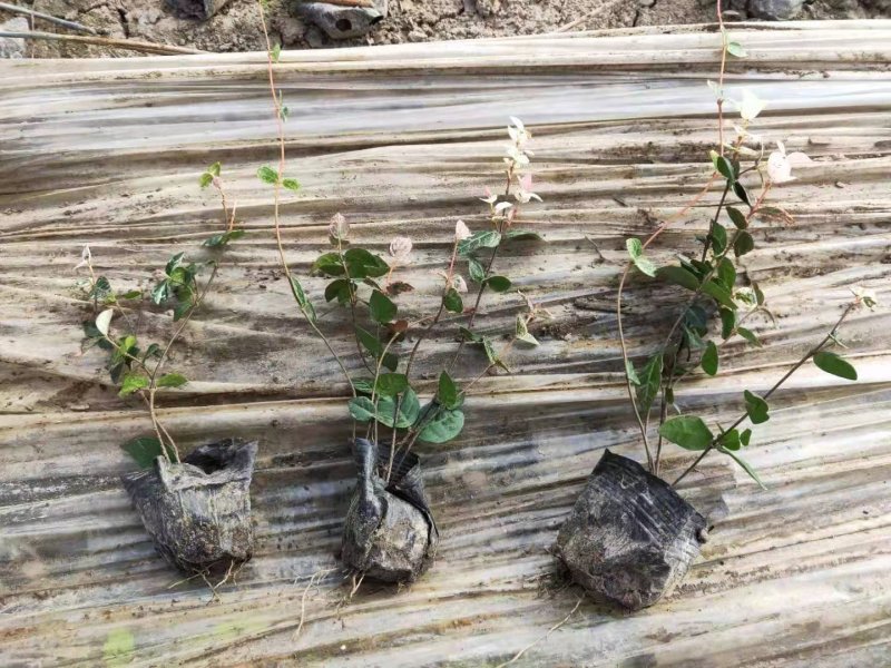 花叶络石四季常青爬藤植物2.58一株